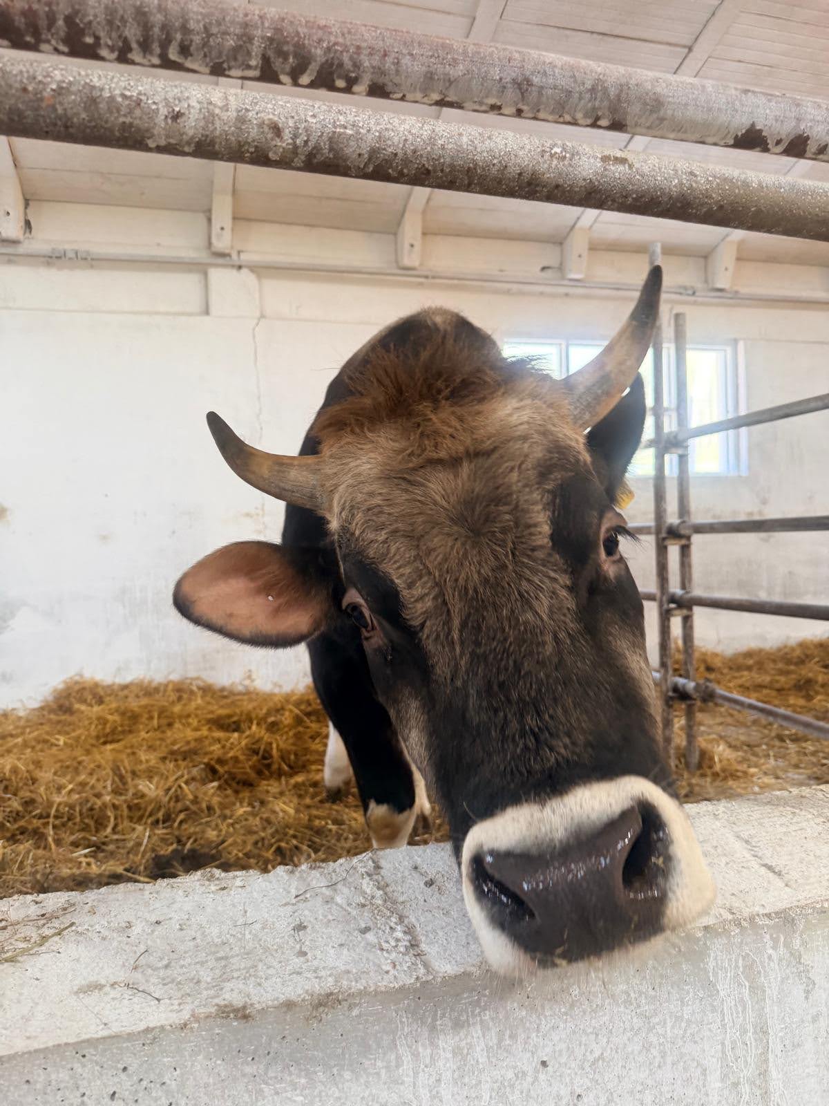 I nostri animali tra le colline di Osimo (Ancona)