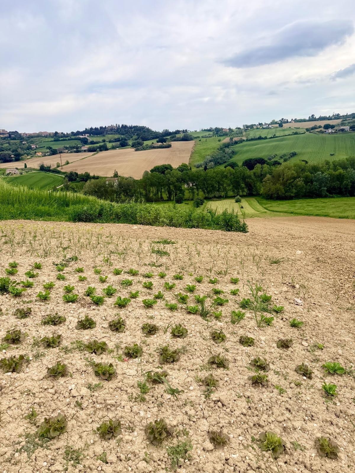 Il nostro campo tra le colline di Osimo (Ancona)